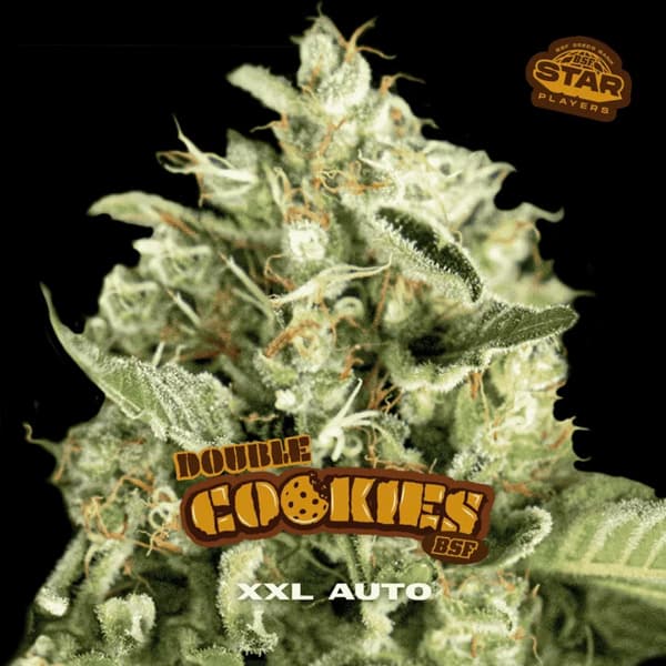 Double Cookies Auto Samen > BSF Seeds | Autoflowering Hanfsamen  |  Indica